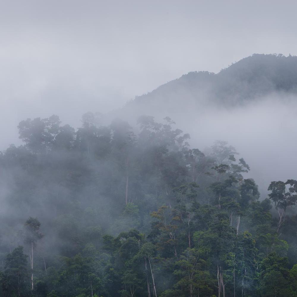 Mist in Borneo jungle.